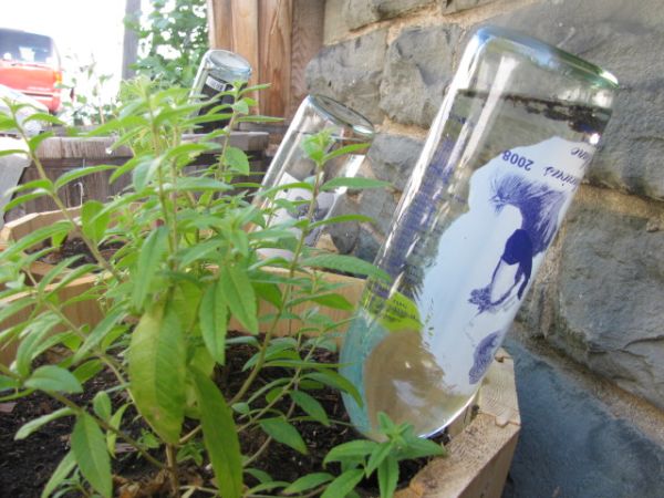 Bottle to water the plants