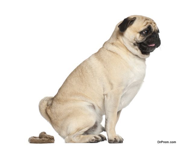 Pug, 3 years old, defecating against white background