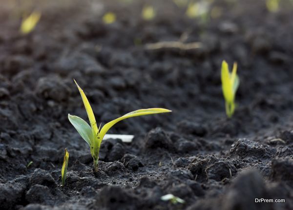 Small sprout of corn plant in black soil on a filed