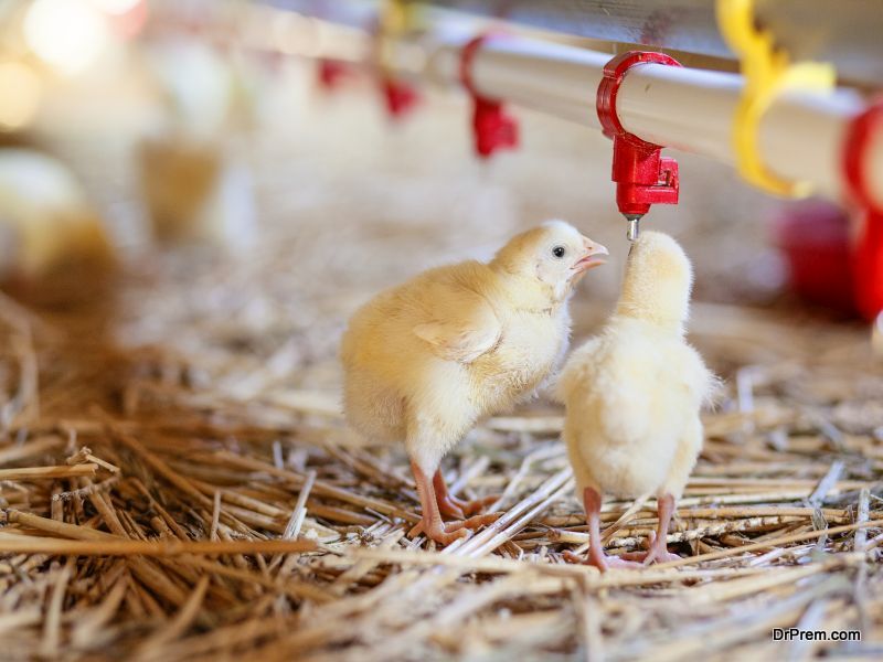 Male chicks