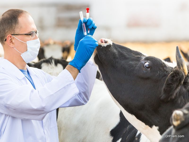 Newborn calves are separated