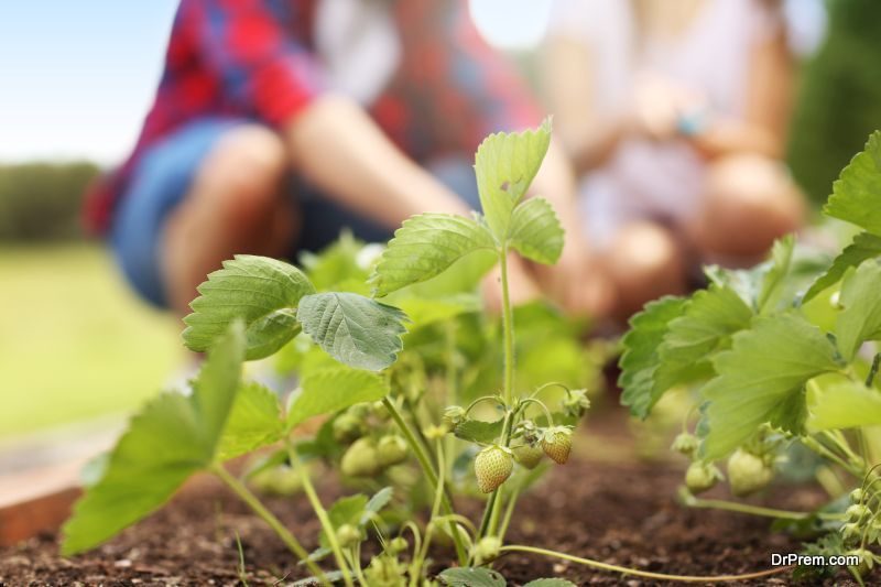 herb garden