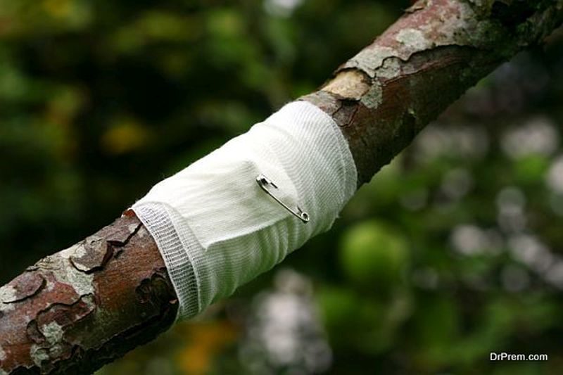 Tree Preservation