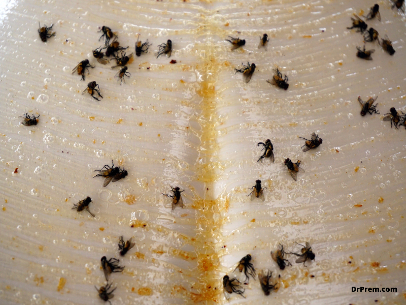 Sticky boards for insects