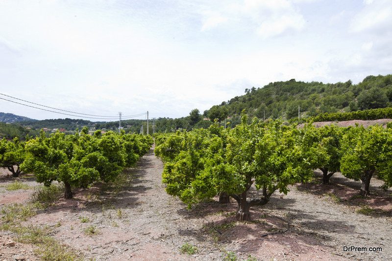 Managing-a-Citrus-Orchard