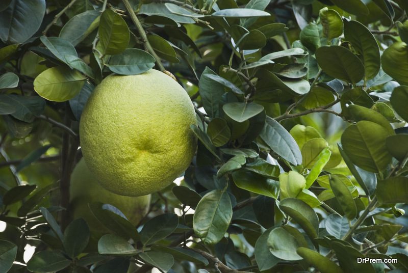 Managing-a-Citrus-Orchard