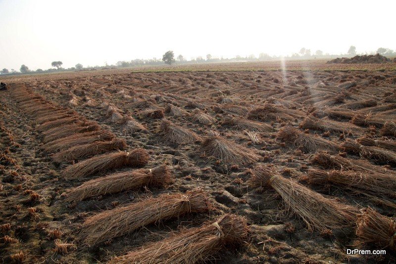 Rice-straw-energy