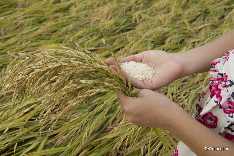 Rice-straw-energy