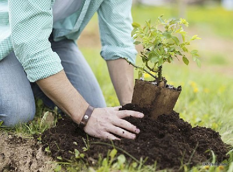 plant trees