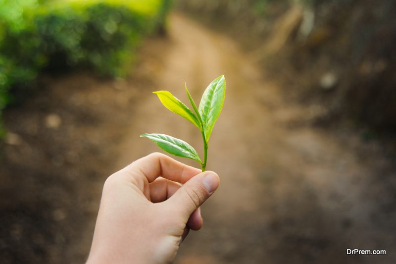 Grow-and-Sell-herbs