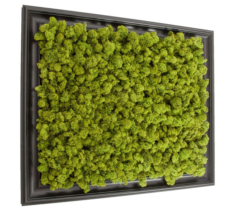 moss wall art