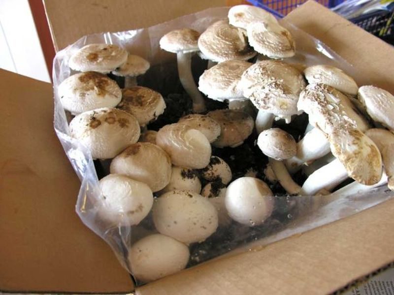 Cultivating Mushrooms