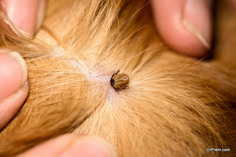 Dust mites are eight-legged pests