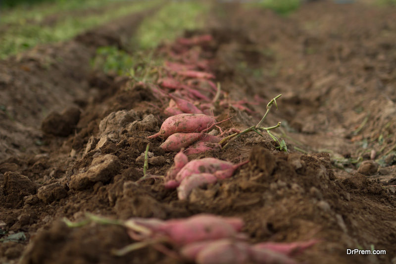 Sweet-Potato