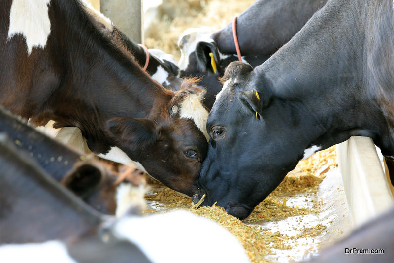 Donate the food waste for animals