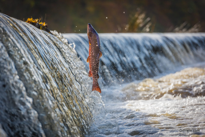 How do dams affect fish population and biodiversity