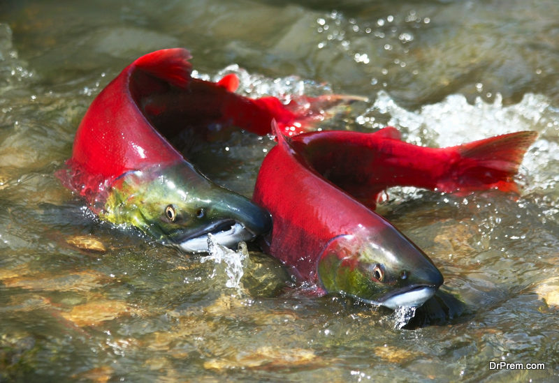 red-salmon-couple