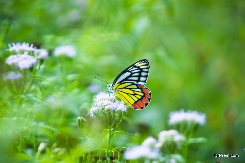Plant a pollinator garden