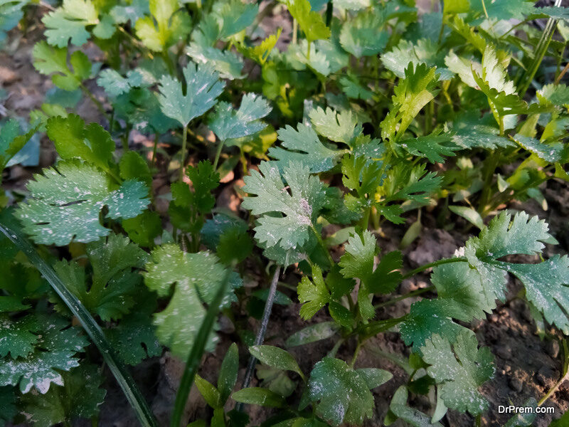 Cilantro