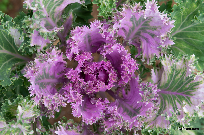 Ornamental Kale Plant