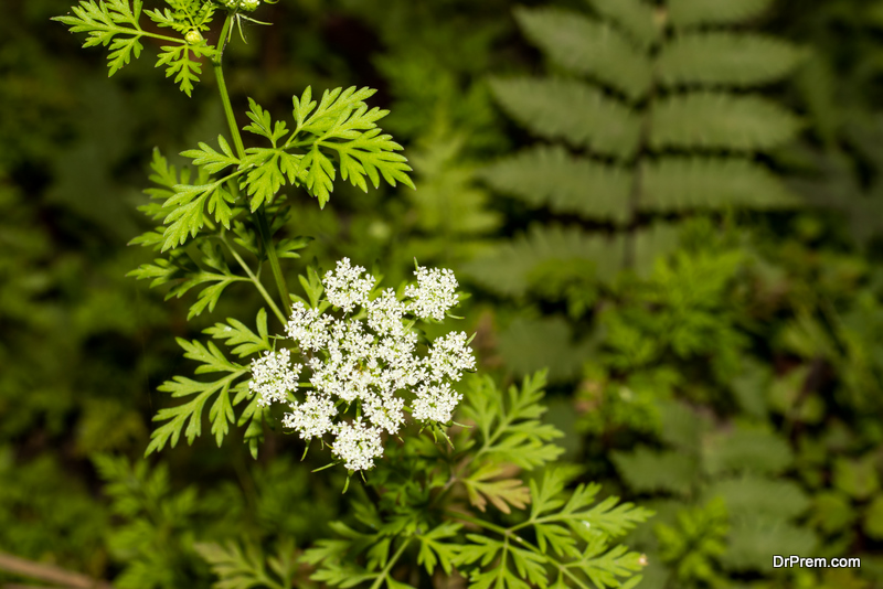 Parsley