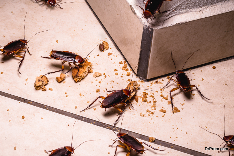 infestation of cockroaches 