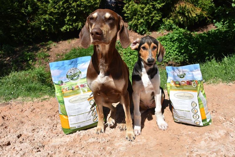 Is Insect based Dog Food the Healthier & More Sustainable Dog Food Option
