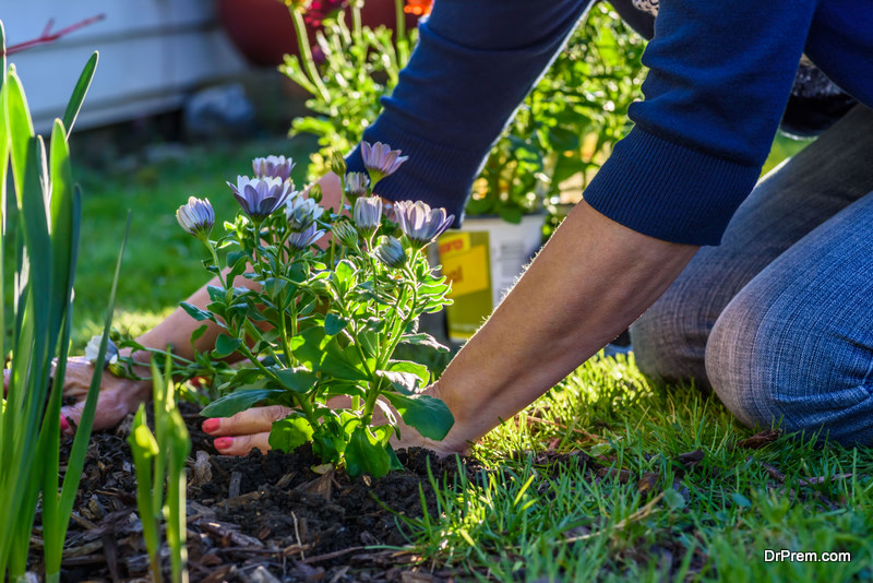 Woman planting spring flowers in backyard in sunlight