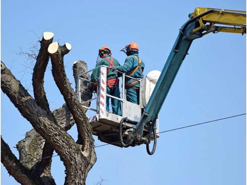 5 Red Flags That You Require Tree Removal in Pittsburgh