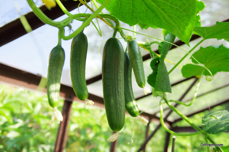 Close up of green cucumbers in the greenhouse.