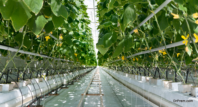 Young cucumber plant with leaves and flowers and buds are growing in greenhouse, 