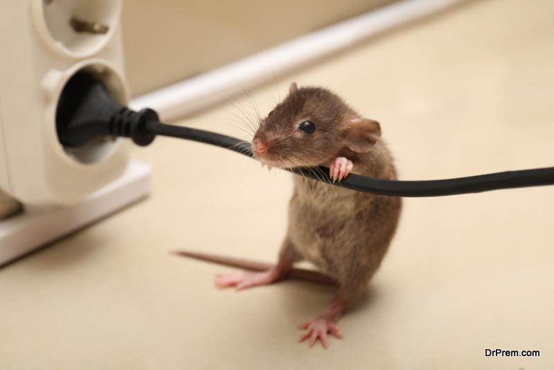 https://ecofriend.org/wp-content/uploads/2023/06/How-Many-Visits-Does-It-Take-To-Get-Rid-Of-Rats.jpg