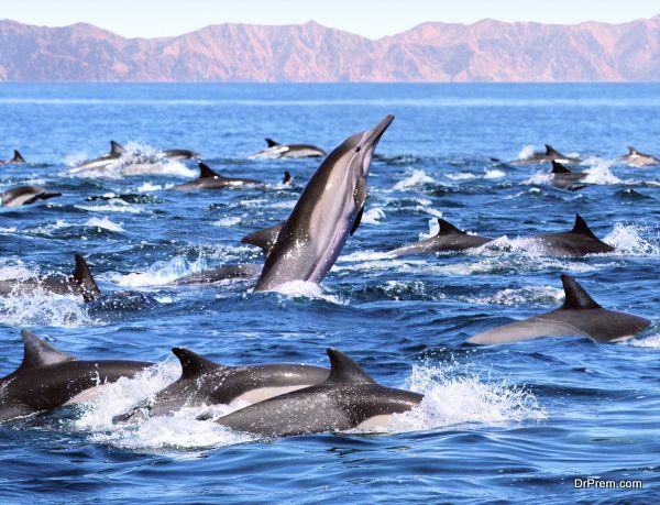Dolphin Discovery A Fascinating Journey into the World of Marine Wonders